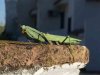 A Praying Mantis seen in Mijas in Málaga, S.Spain.